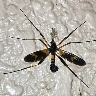 Dictenidia pictipennis