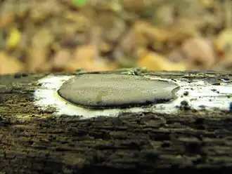 Loodkleurig netplaatje