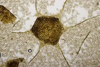 Loodkleurig netplaatje