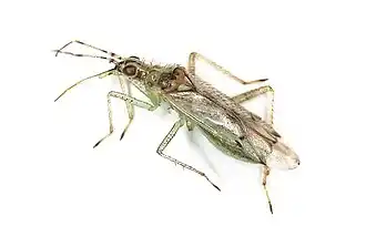 Dicyphus bolivari