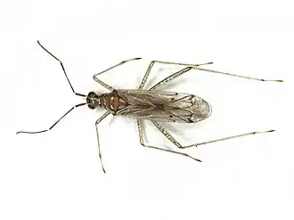 Dicyphus errans