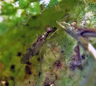 Dicyphus pallicornis