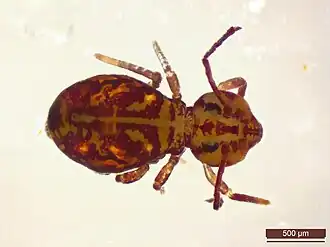 Dicyrtomina ornata