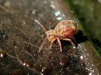 Dicyrtomina ornata