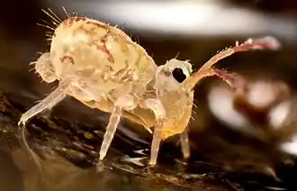 Dicyrtomina saundersi