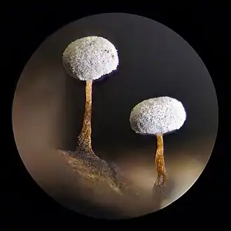 Spitsstelig kristalkopje