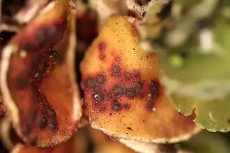 Didymocyrtis slaptonensis