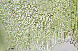 Bladcellen (bladvoet)