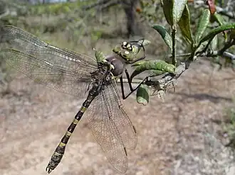 Didymops floridensis