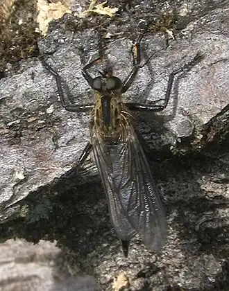 Slanke borstelroofvlieg