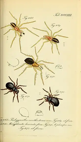 Pachygnatha xanthostoma