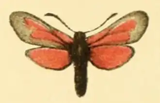 Zygaena mana