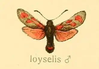 Zygaena loyselis