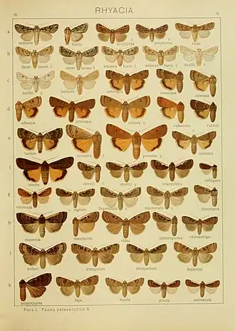 Agrotis alexandriensis