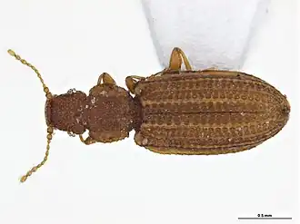 Dienerella costulata