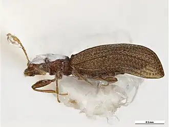 Dienerella ruficollis