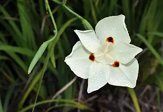 Dietes bicolor