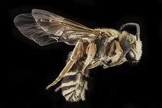 Dieunomia nevadensis