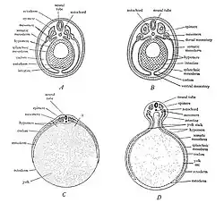 Diagrammen om de differentiatie van het mesoderm in holoblastische en meroblastische ontwikkelingstypen te tonen. A en B, holoblastisch type; C en D, meroblastisch type. entoderm=endoderm