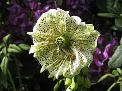 Vingerhoedskruid met pseudopelorie