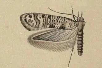 Digitivalva pappella