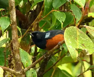 Roestbuikberghoningkruiper
