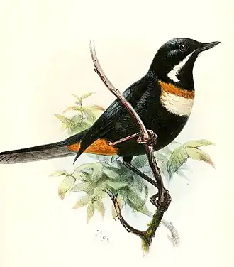 Witbaardberghoningkruiper