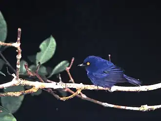 Goudoogberghoningkruiper