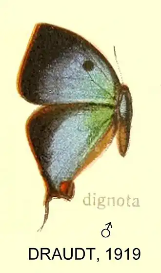Micandra dignota