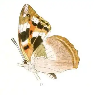 Dilipa morgiana