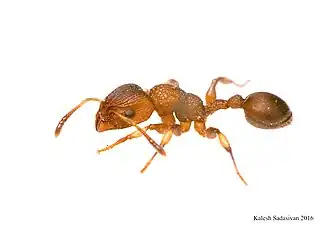 Dilobocondyla bangalorica