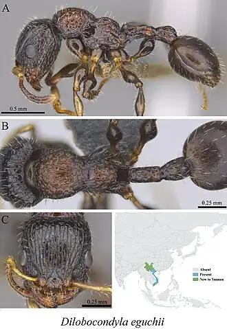 Dilobocondyla eguchii