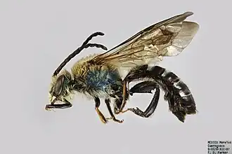 Dinagapostemon