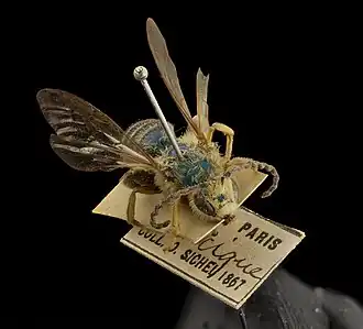 Dinagapostemon sicheli