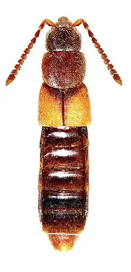 Monolepta ronbeeneni