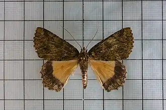 Dindica polyphaenaria