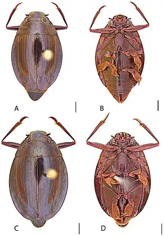 Dineutus ciliatus
