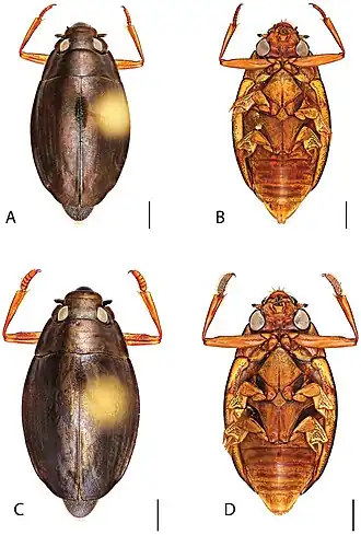 Dineutus discolor