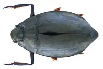 Dineutus indicus