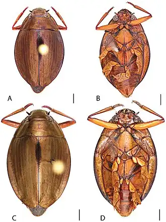 Dineutus robertsi