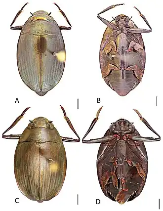Dineutus sublineatus