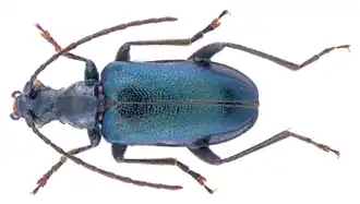 Dinoptera minuta