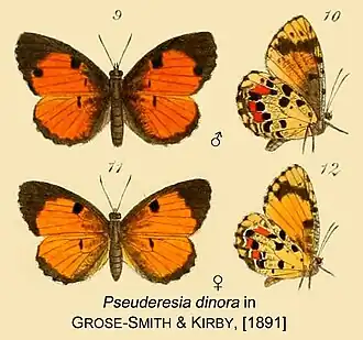 Mimeresia dinora