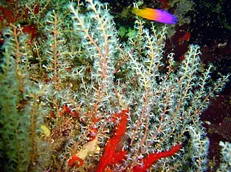 Diodogorgia nodulifera