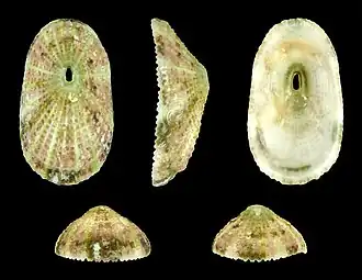 Diodora gibberula