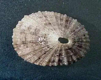 Diodora quadriradiata