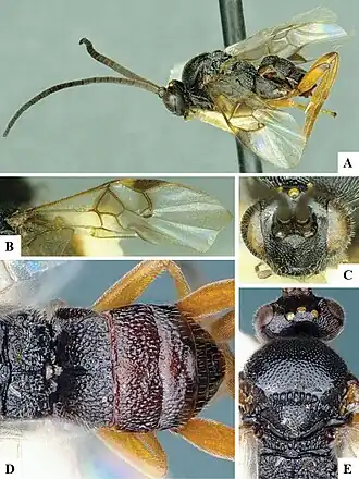 Diolcogaster abdominalis