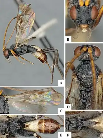 Diolcogaster ashmeadi