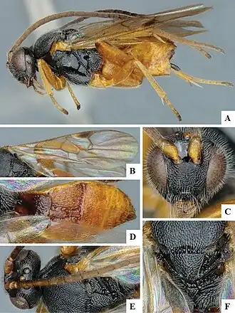 Diolcogaster auripes