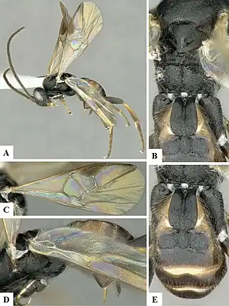 Diolcogaster claritibia